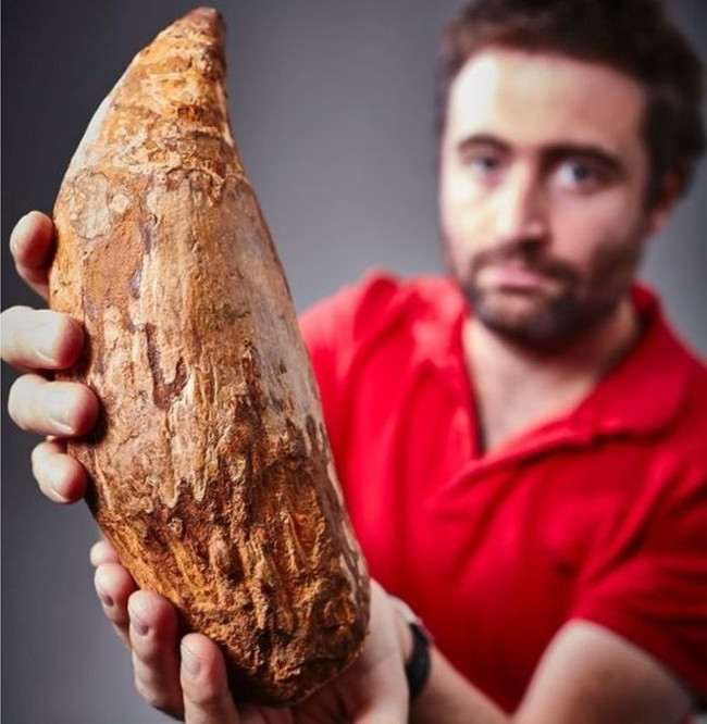 Phát hiện chiếc răng 5 triệu năm của cá voi sát thủ khổng lồ