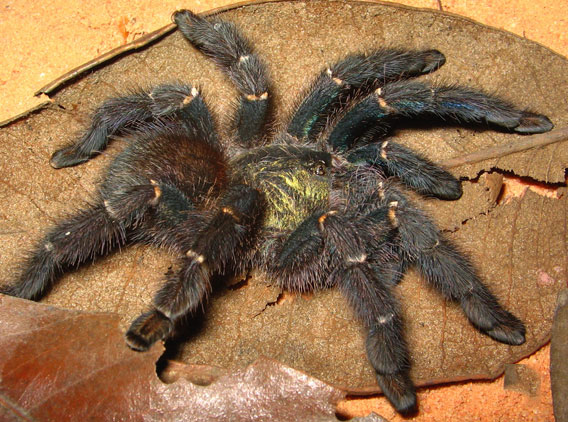 Phát hiện chín loài nhện lông sặc sỡ mới tại Brazil