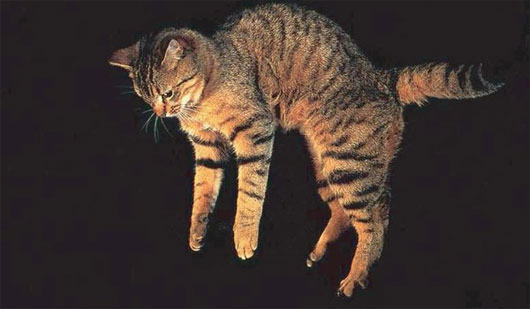Phát hiện cơ chế giúp mèo bay xuống đất như làm xiếc