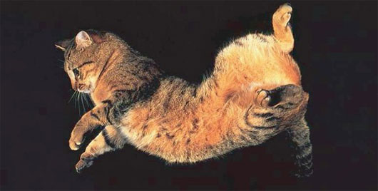 Phát hiện cơ chế giúp mèo bay xuống đất như làm xiếc