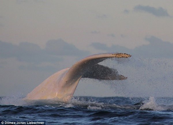 Phát hiện con cá voi lưng gù bạch tạng cực hiếm ở Australia