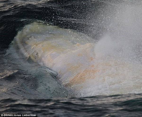 Phát hiện con cá voi lưng gù bạch tạng cực hiếm ở Australia