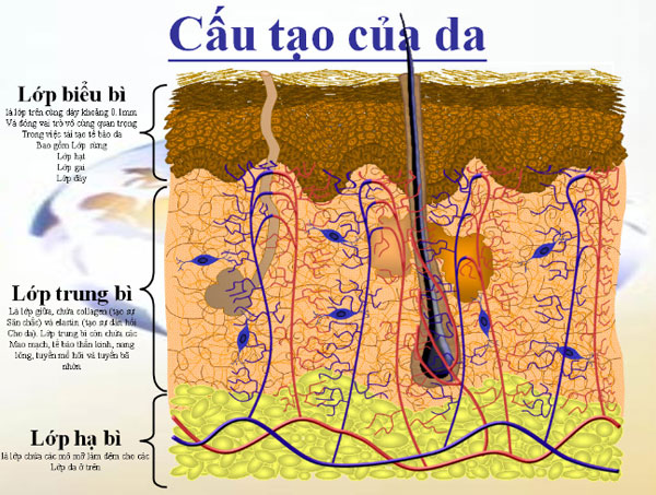 Phát hiện da người chết giúp chữa lành vết thương nhanh hơn