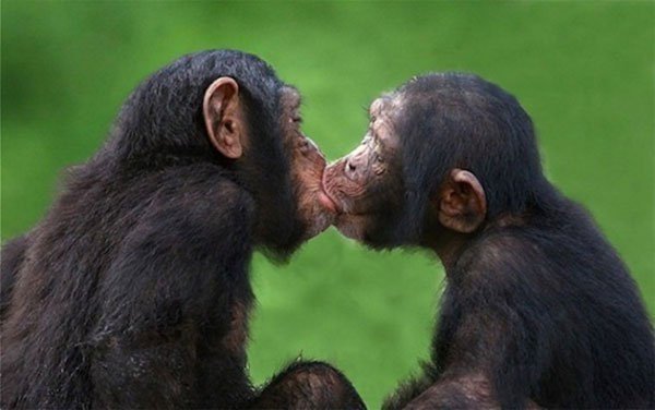Phát hiện gây sock: Con người không thể ngừng hôn nhau