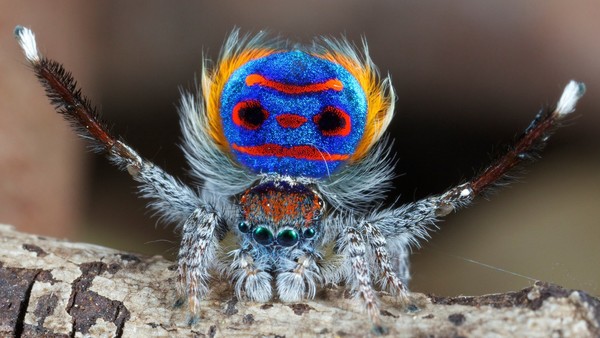 Phát hiện hai loài nhện mới biết nhảy hay, mặc đẹp