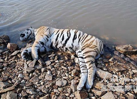 Phát hiện hổ Siberia ở Trung Quốc