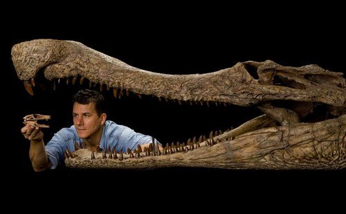 Phát hiện hóa thạch 5 loài cá sấu 100 triệu năm