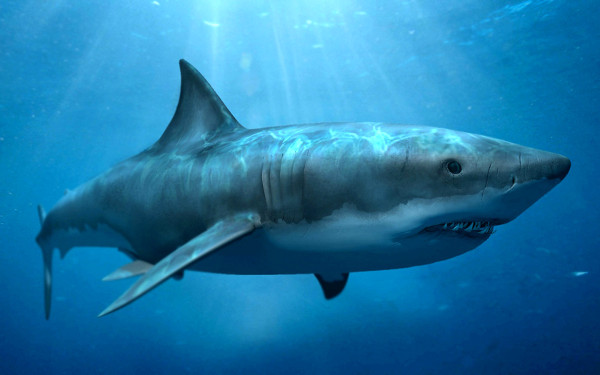 Phát hiện hóa thạch cá mập khổng lồ 300 triệu năm
