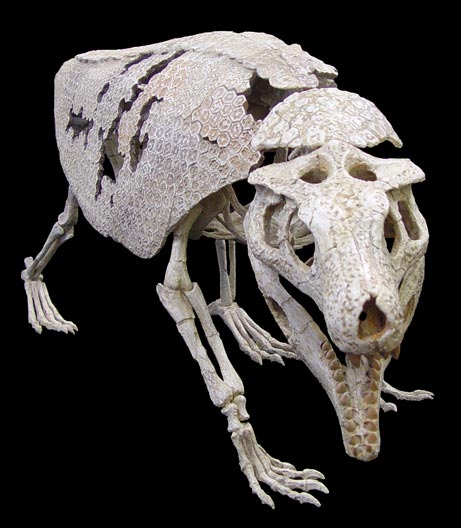 Phát hiện hóa thạch cá sấu có hình dáng giống loài tatu ở Braxin