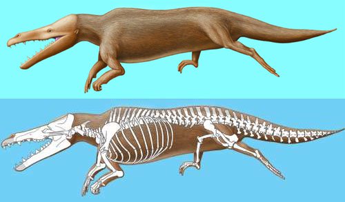 Phát hiện hoá thạch cá voi cổ đại ở sa mạc Peru