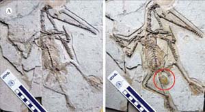 Phát hiện hóa thạch khủng long cùng trứng