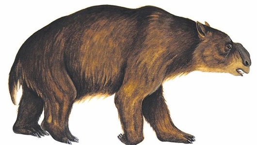 Phát hiện hóa thạch loài gấu túi đặc biệt ở Australia