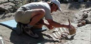 Phát hiện hóa thạch một loài chim ăn thịt khổng lồ