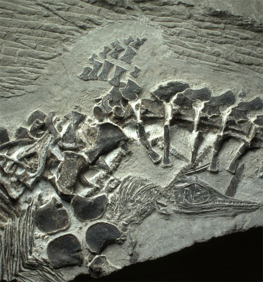 Phát hiện hóa thạch quái vật thời tiền sử chết khi sinh con