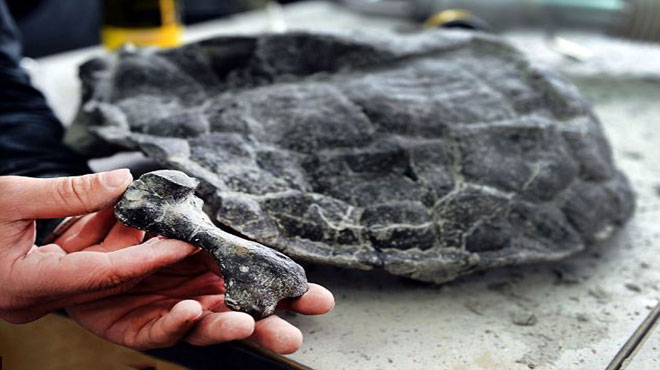 Phát hiện hóa thạch rùa cổ nhất thế giới