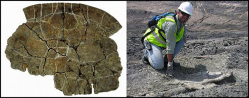 Phát hiện hóa thạch ’rùa mai dày’ ở Columbia