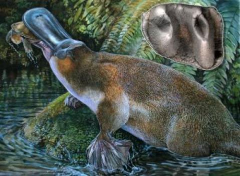Phát hiện hóa thạch thú mỏ vịt lớn nhất tại Australia