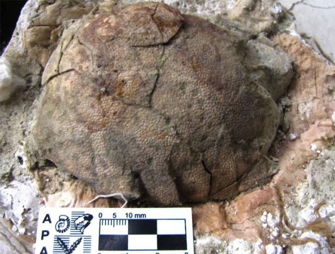 Phát hiện hóa thạch trứng khủng long tại Argentina
