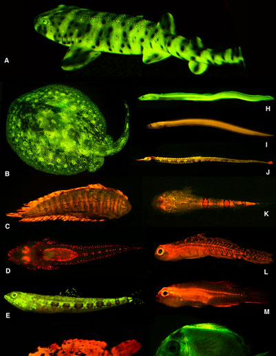 Phát hiện hơn 180 loài cá phát sáng mê hoặc trong biển