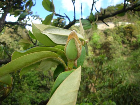 Phát hiện loài cây mới ở Sapa