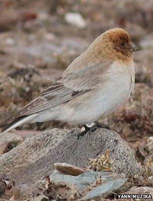 Phát hiện loài chim sẻ núi Sillem sau hơn 80 năm mất tích