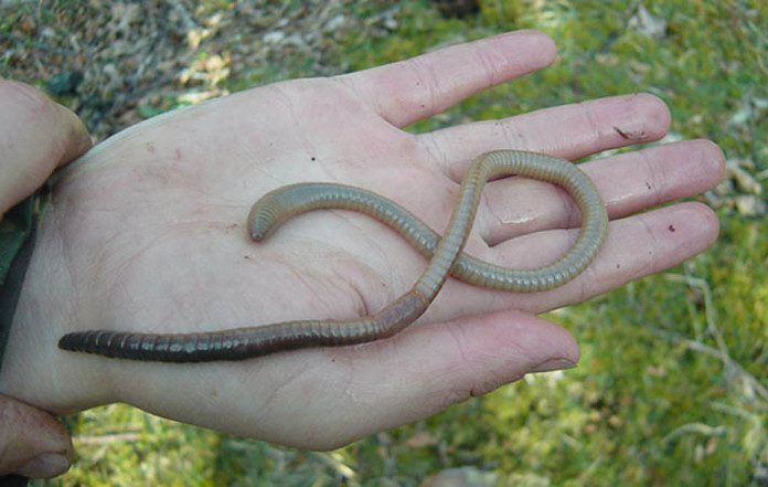 Phát hiện loài giun đất giống rắn nhỏ ở Scotland