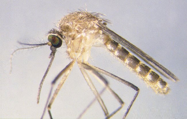 Phát hiện loài muỗi không cần bữa ăn máu