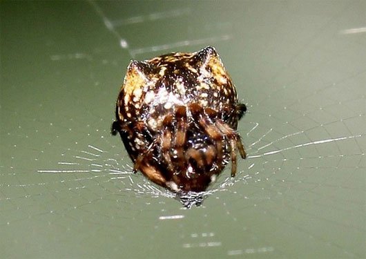 Phát hiện loài nhện biết biến hình thành phân chim