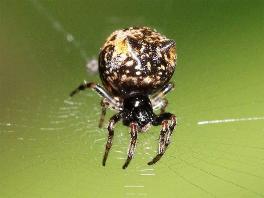 Phát hiện loài nhện biết biến hình thành phân chim