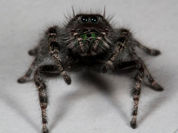 Phát hiện loài nhện có 8 mắt