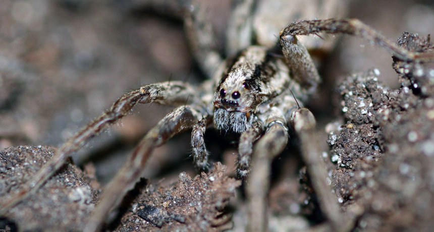 Phát hiện loài nhện phát ra tiếng kêu để mời gọi bạn tình