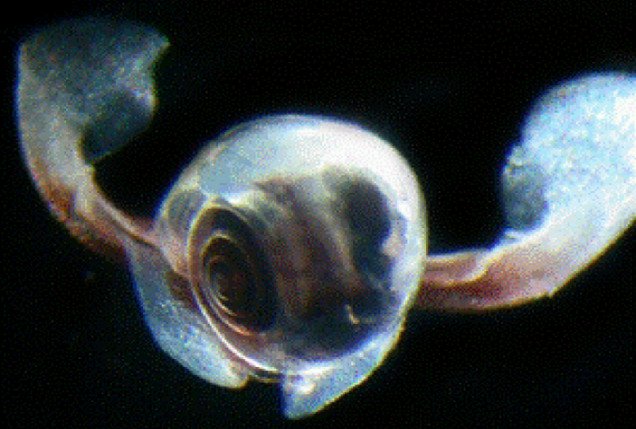 Phát hiện loài ốc sên kỳ lạ bơi như bướm dưới đại dương