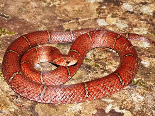 Phát hiện loài rắn đỏ mới ở Campuchia