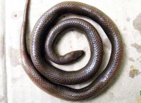 Phát hiện loài rắn mới ở Kon Tum