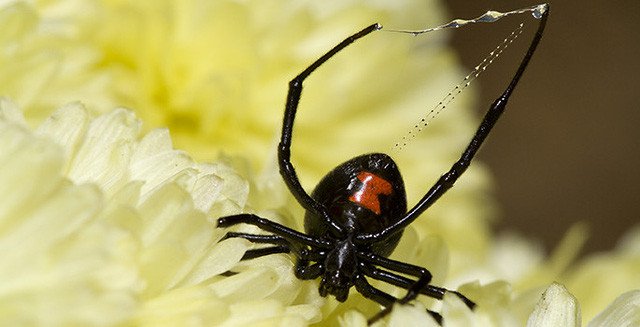 Phát hiện loại virus kỳ lạ mang gene của nhện độc góa phụ đen