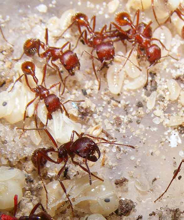 Phát hiện mấu chốt về địa vị xã hội của loài kiến