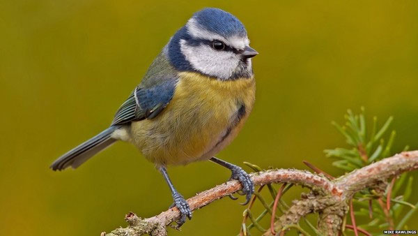 Phát hiện mới: Loài chim cũng biết lè nhè khi say