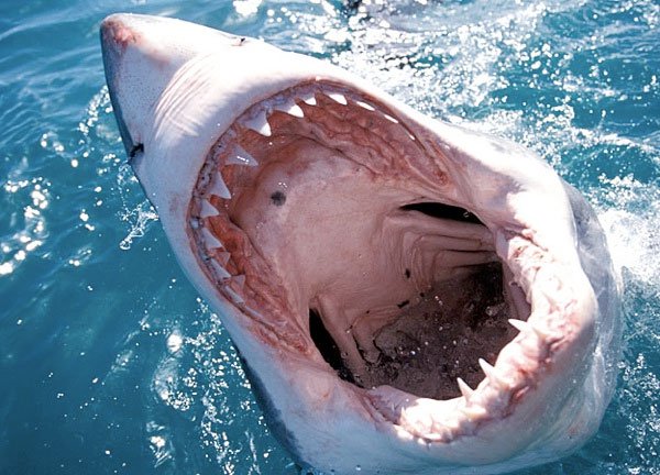 Phát hiện mới từ răng của cá mập