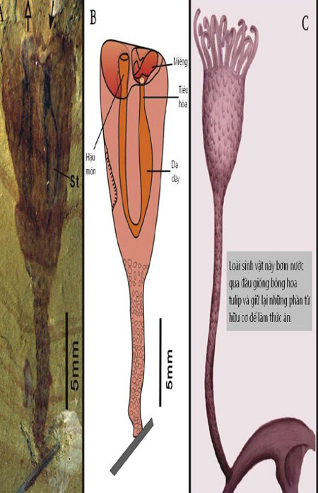 Phát hiện mới về cơ thể loài sinh vật cổ đại có xúc tu