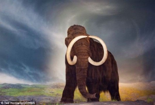 Phát hiện mới về nguyên nhân gây tuyệt chủng voi ma mút