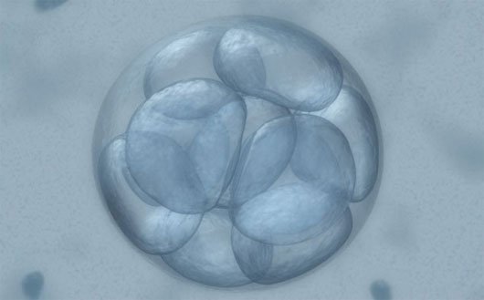 Phát hiện mới về sự hình thành phôi tế bào