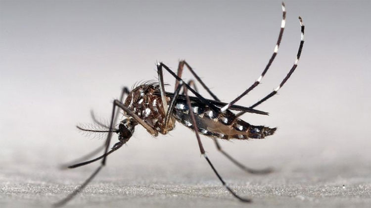 Phát hiện một loạt hoạt chất có tác dụng kháng virus Zika