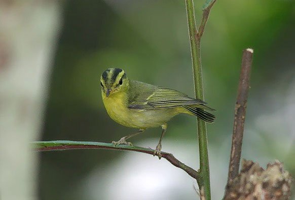 Phát hiện một số loài chim quý hiếm ở Phong Nha - Kẻ Bàng