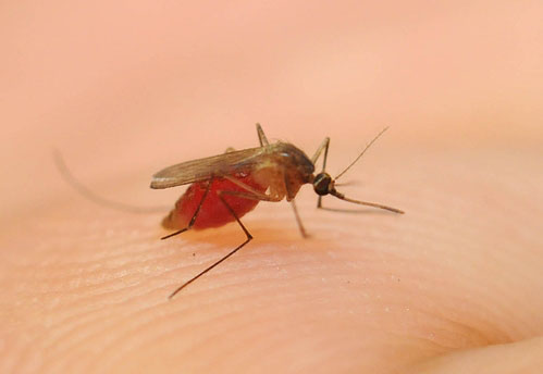 Phát hiện muỗi tránh thuốc diệt côn trùng