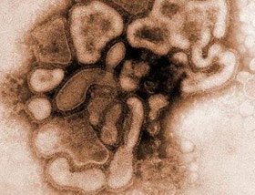 Phát hiện nguồn gốc của virus cúm A (H1N1)