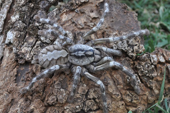 Phát hiện nhện khổng lồ to bằng mặt người