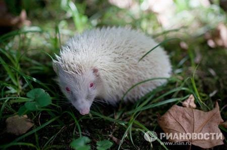 Phát hiện nhím bạch tạng ở Nga