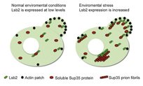 Phát hiện Protein Lsb2 ở nấm men thúc đẩy hình thành Prion