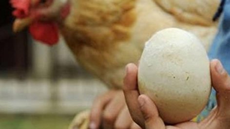 Phát hiện quả trứng nguyên vẹn sau cả nghìn năm