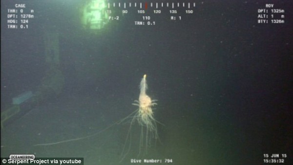Phát hiện quái vật Spaghetti bay dưới biển sâu ở Angola